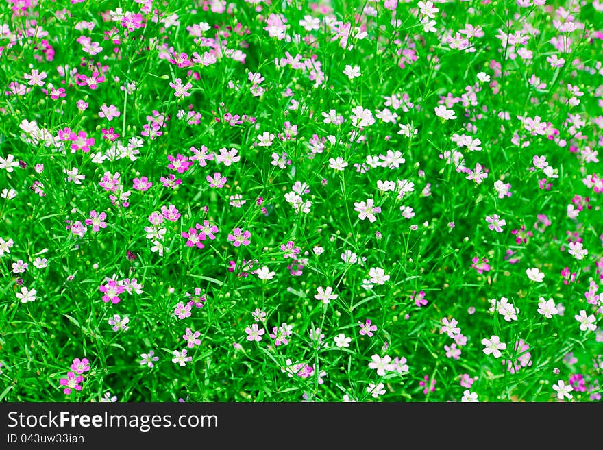 Gypsophila Flower