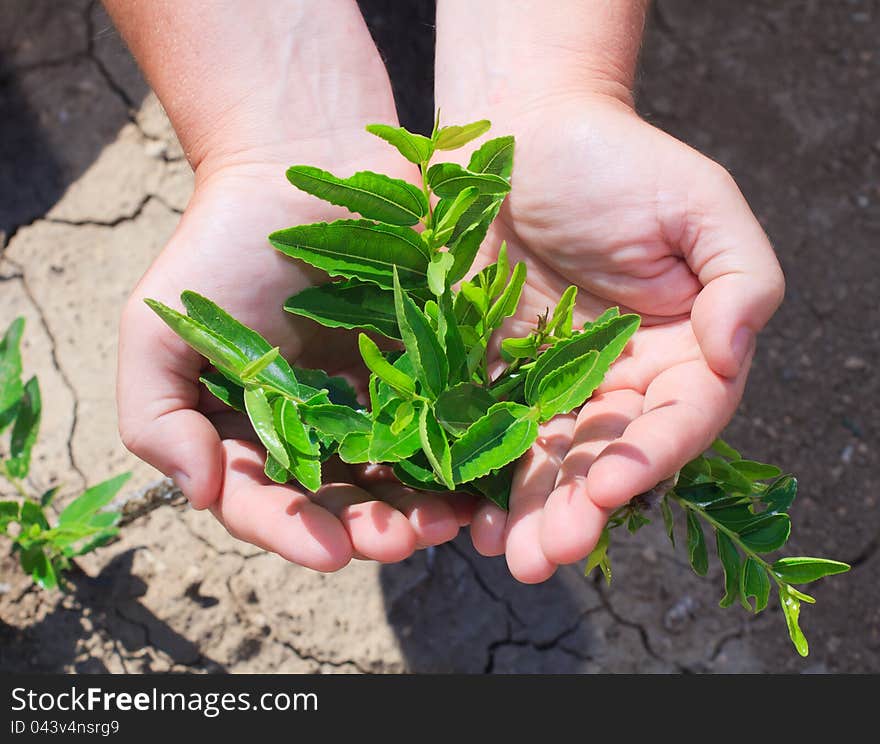 Young shoots Jujubee in the hands of the farmer. The fruit of Zizyphus mauritiana contain vitamins (vitamin A, vitamin B, vitamin C, b-carotene). Young shoots Jujubee in the hands of the farmer. The fruit of Zizyphus mauritiana contain vitamins (vitamin A, vitamin B, vitamin C, b-carotene)