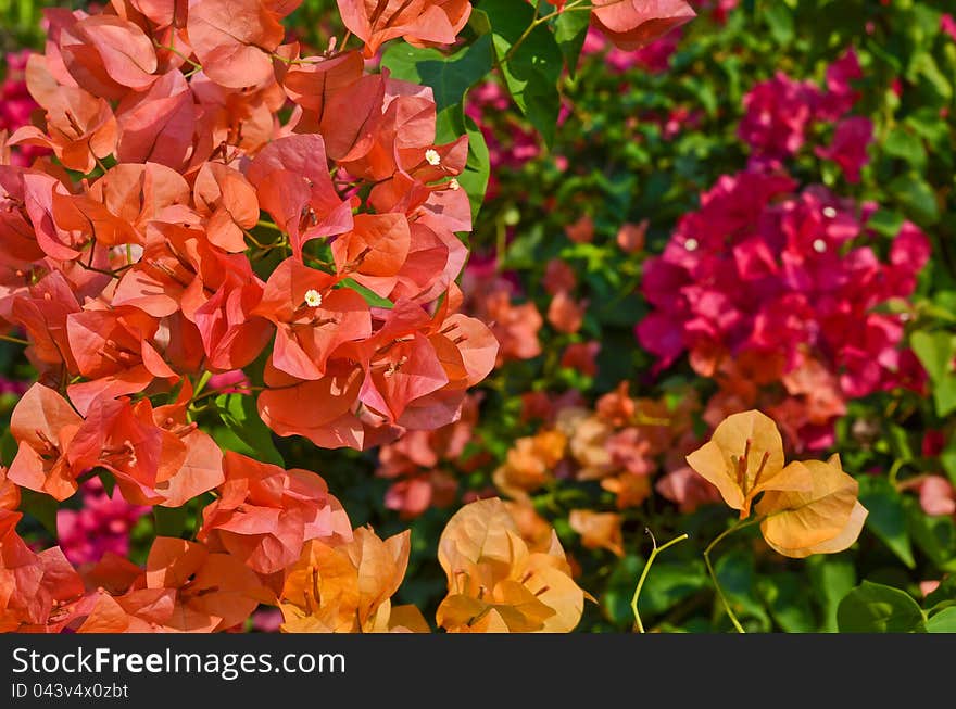 Colorful flowers in the wood, standing against the harsh daylight. Colorful flowers in the wood, standing against the harsh daylight