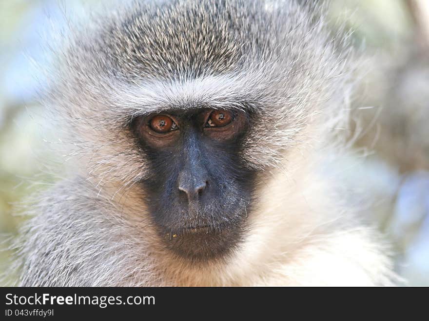 Vervet Monkey