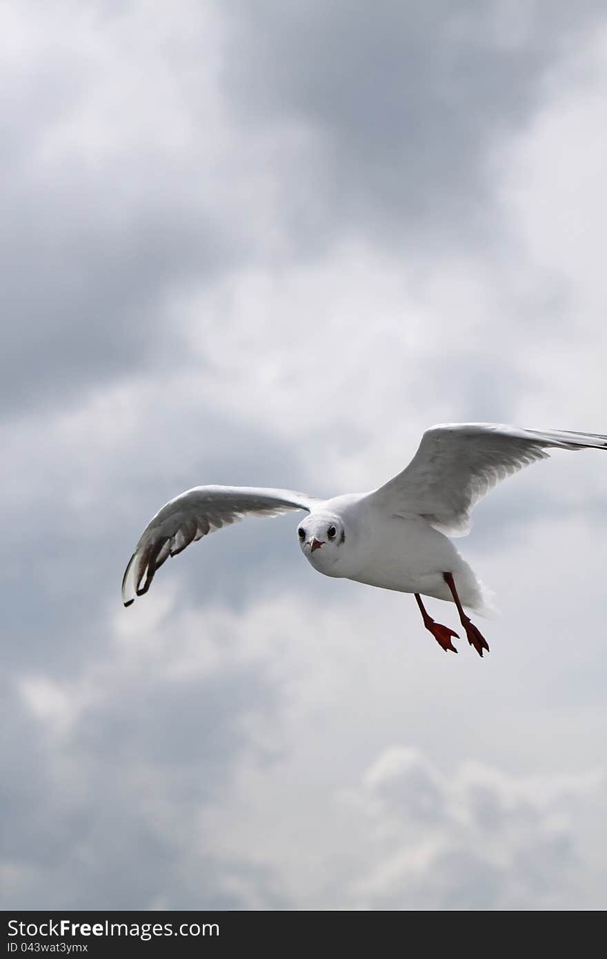 Flying Seagull at Lake Constance. Germany