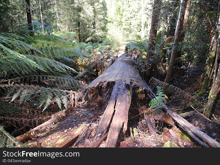 This giant cleared a gap in the forest where it fell, but mother nature is slowly devouring it. This giant cleared a gap in the forest where it fell, but mother nature is slowly devouring it.