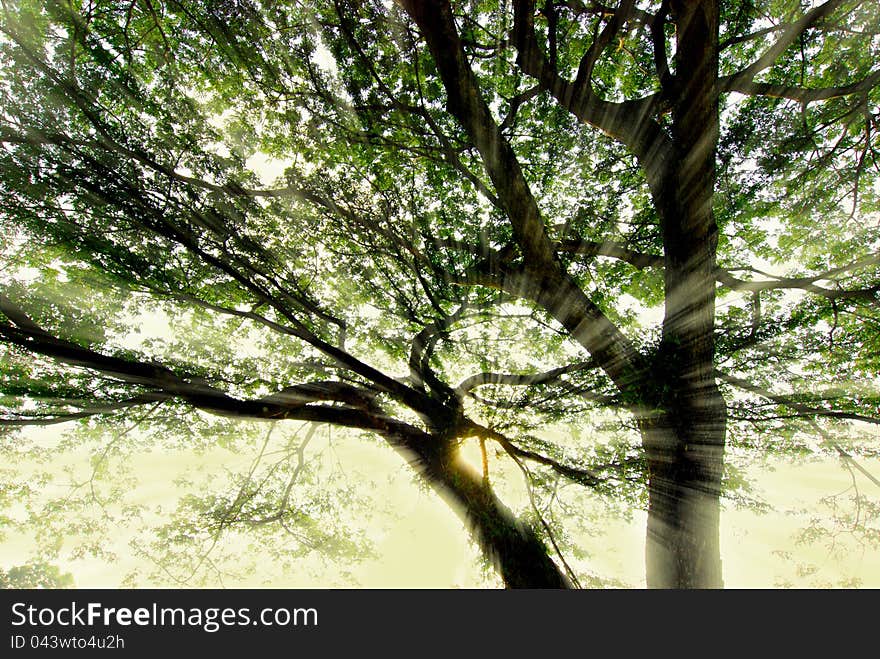 Sunrays break through tree branches