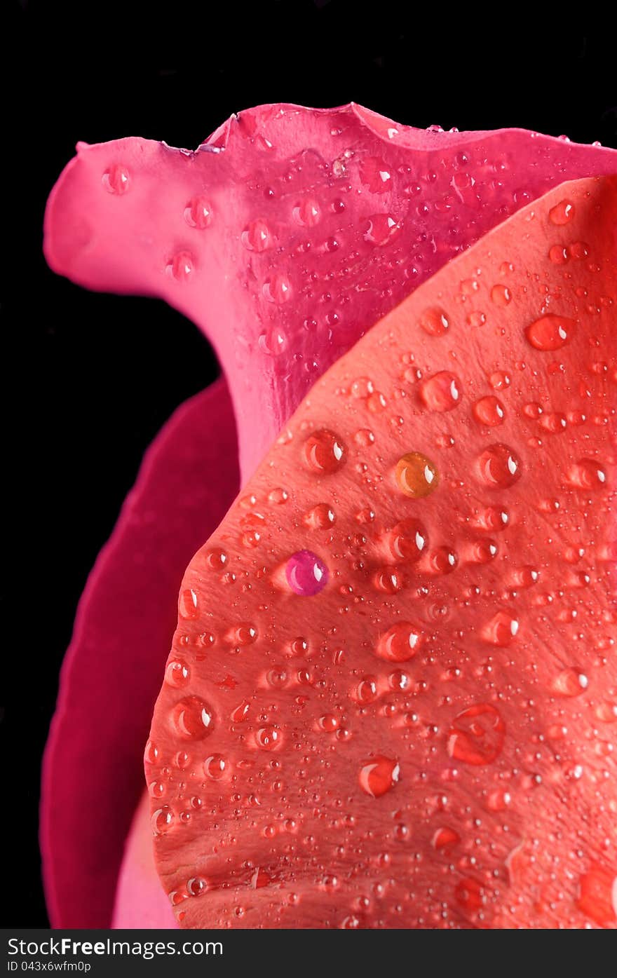 Creative Red and Scarlet Rose Petals in Water Drops