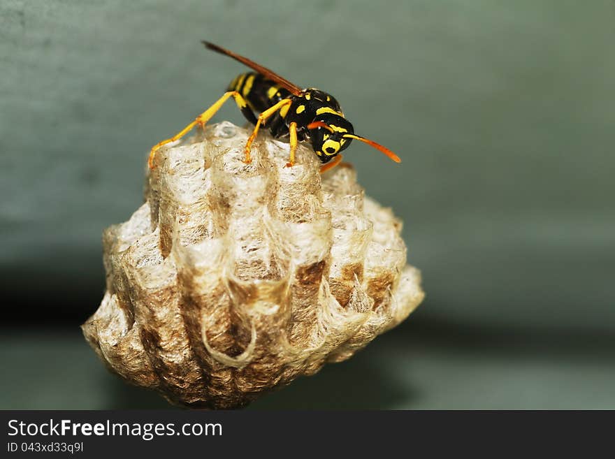 Genus Polistes wasp sitting on the nest. Genus Polistes wasp sitting on the nest