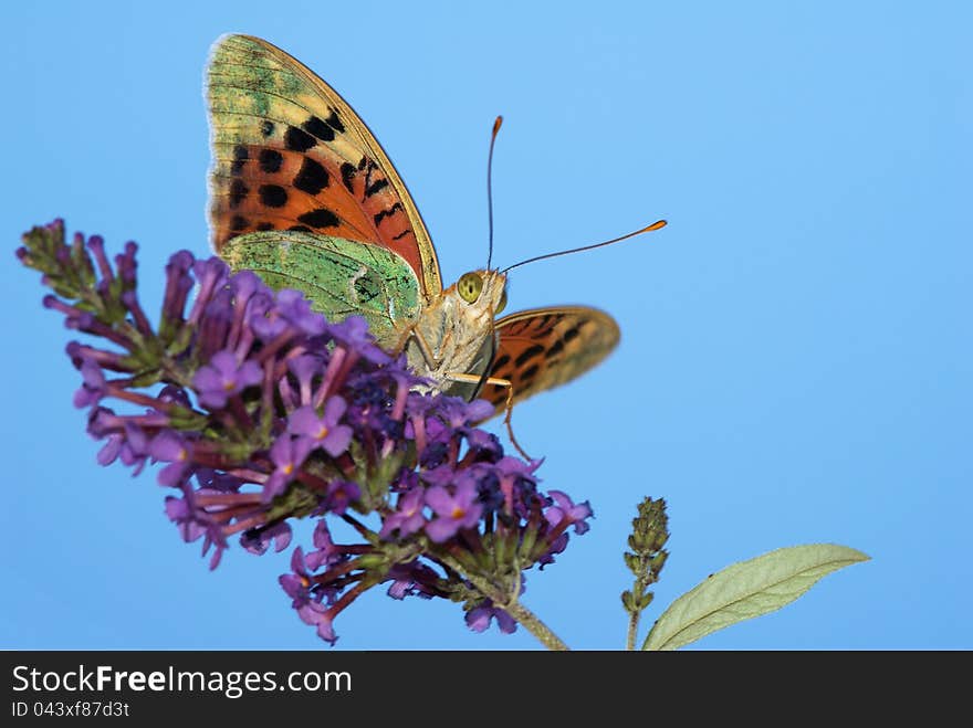 Argynnis paphia