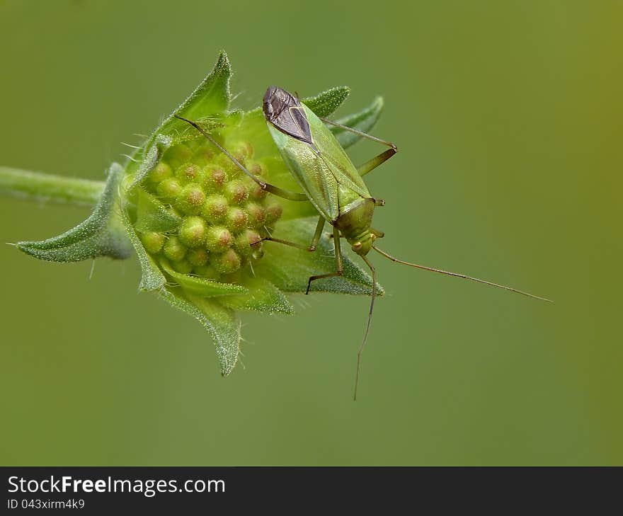 Grass bug on a Field Scabious