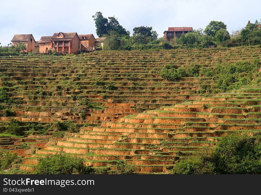 Small village on top of a rice field near Ambalavao in Madagascar