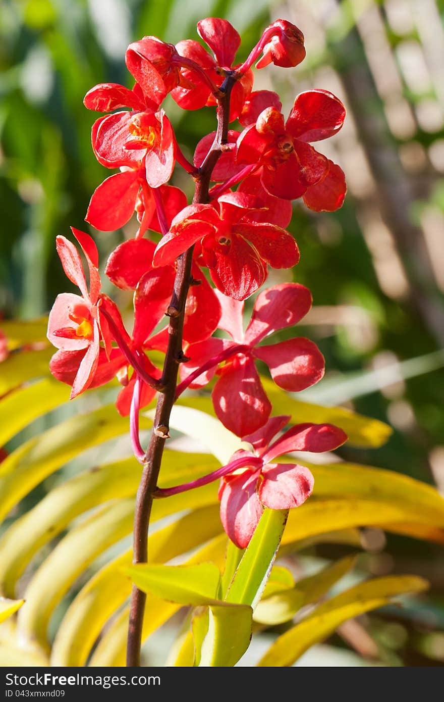 Branch of red orchids against a background of exotic garden. Branch of red orchids against a background of exotic garden