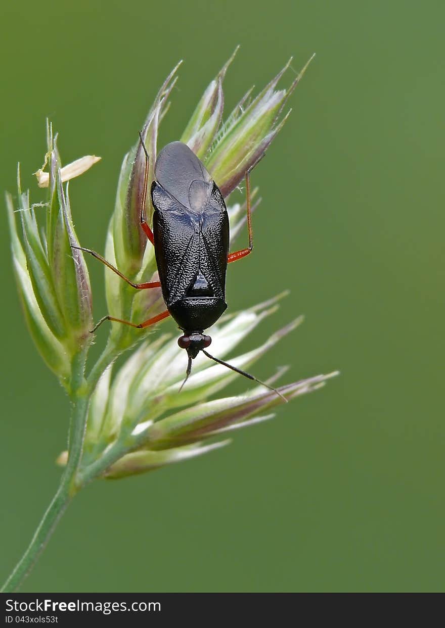 Mirid bug Deraeocoris ruber (black form). Mirid bug Deraeocoris ruber (black form).