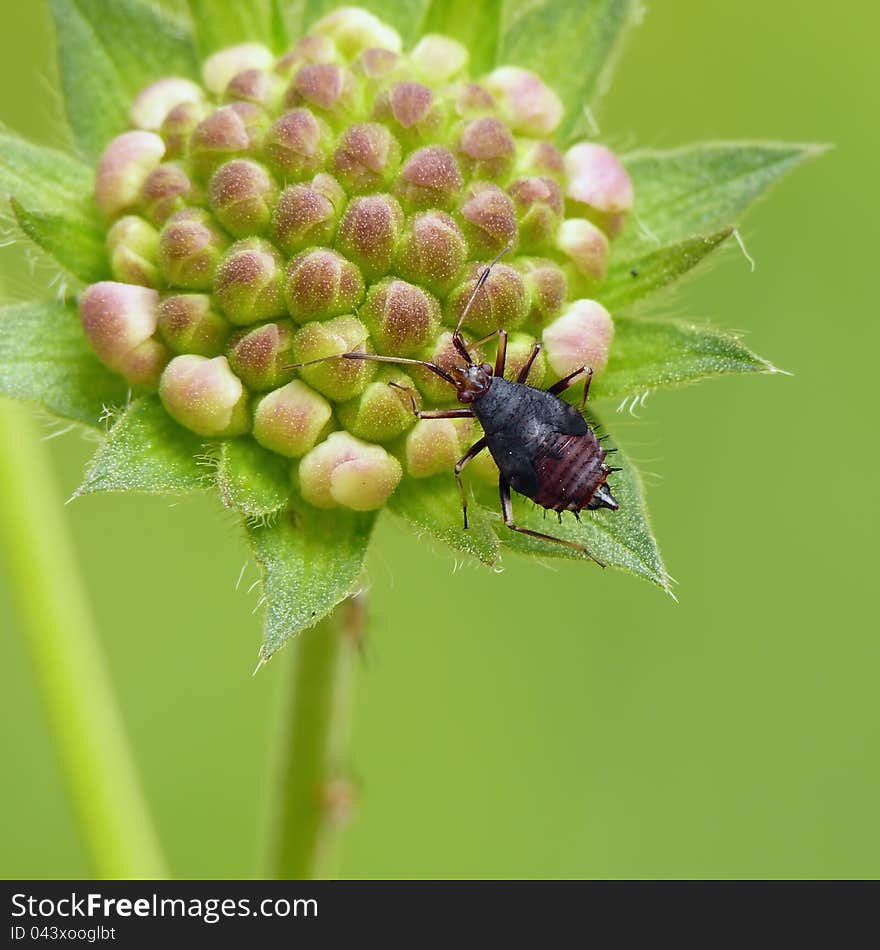 Nymph Deraeocoris ruber ona Field Scabious. Nymph Deraeocoris ruber ona Field Scabious.