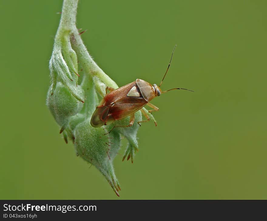 Grass bug Lygus pratensis on a flower.