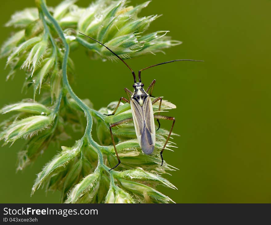 Mirid bug Leptopterna dolabrata (male) on a bent. Mirid bug Leptopterna dolabrata (male) on a bent.