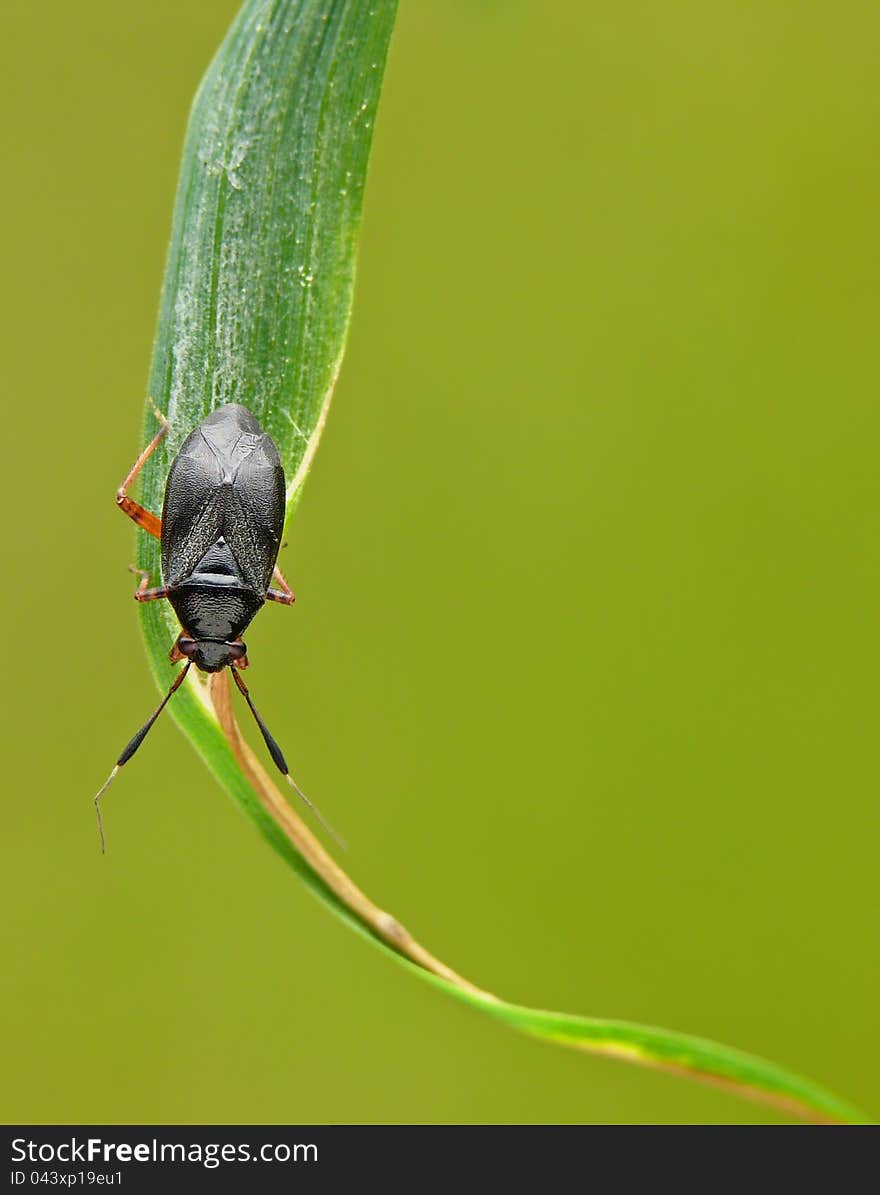 Mirid bug Capsus ater on a leaf. Mirid bug Capsus ater on a leaf.