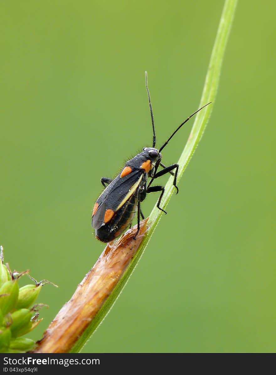 Mirid bug Capsodes gothicus on a flower. Mirid bug Capsodes gothicus on a flower.