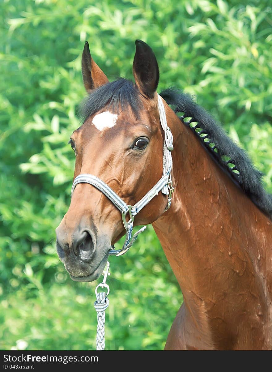 Portrait of amazing bay horse