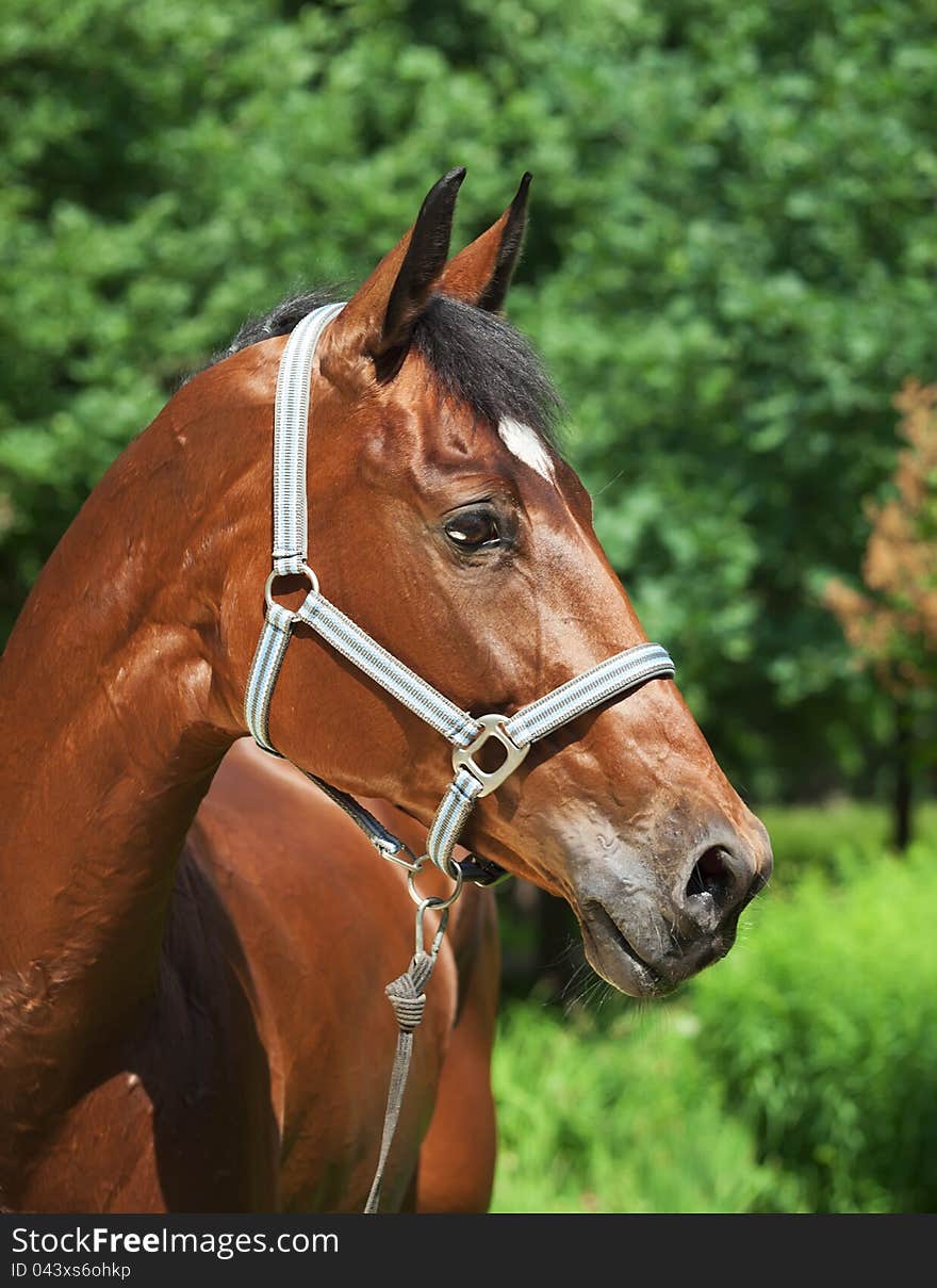 Portrait of cute bronze mare outdoor sunny day. Portrait of cute bronze mare outdoor sunny day