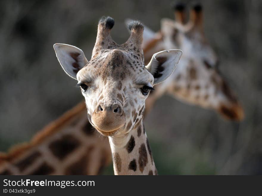 A giraffe in ZOO Prague