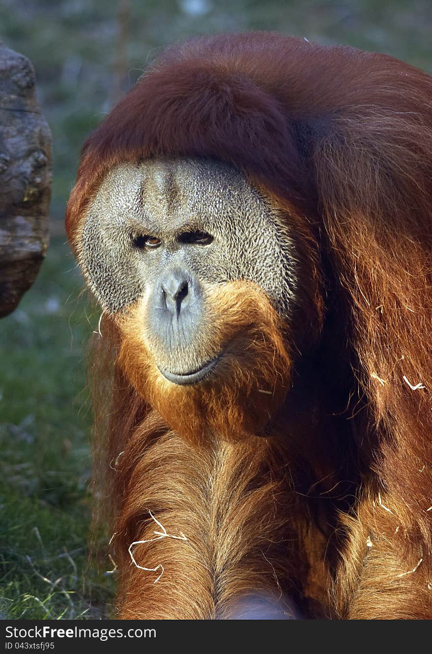 An orangutan in ZOO Prague