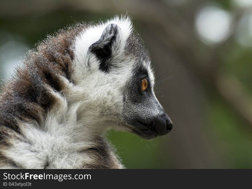 Lemur katta in ZOO Prague