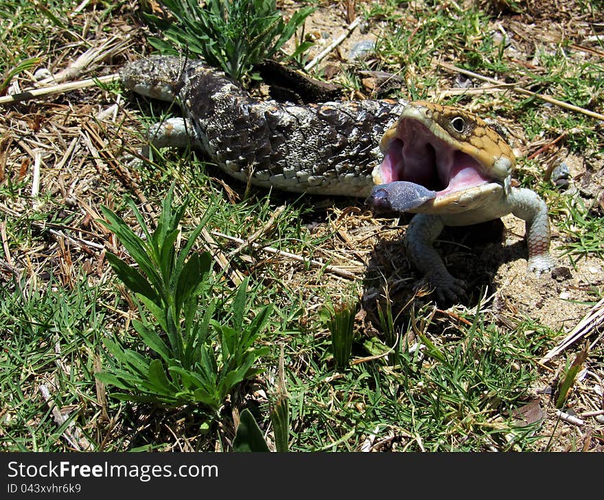 Skinks - Bobtail Lizard (Tiliqua rugosa) Commonly known as stumpy tail or bobby. Gives birth to 2 live young sometimes more and grows to approximately 45cm in length. They are a native Australian reptile.