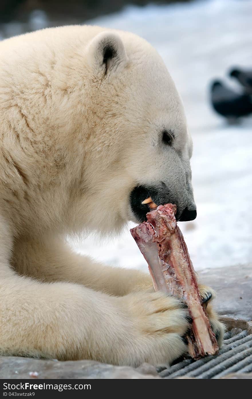 White polar bear.