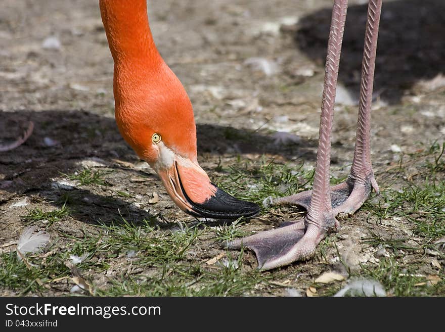 Red pelican