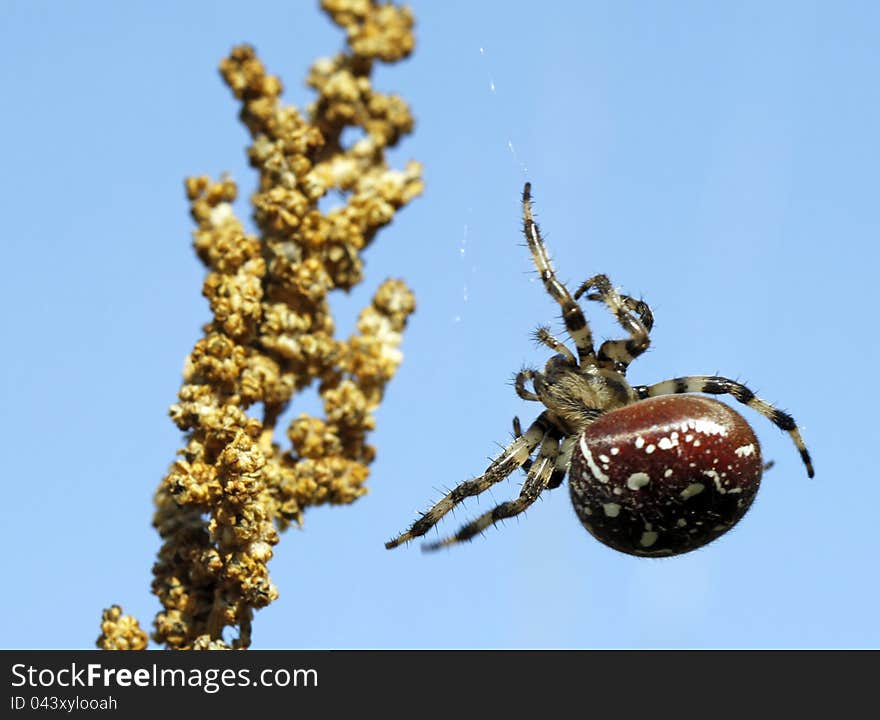 Spider lying in wait for the prey