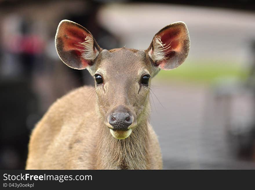 Sambar Deer In Khao Yai National Park