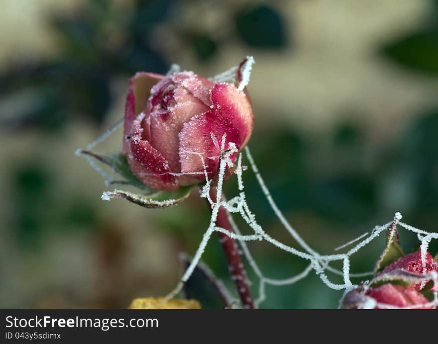 Frozen rose and spider web