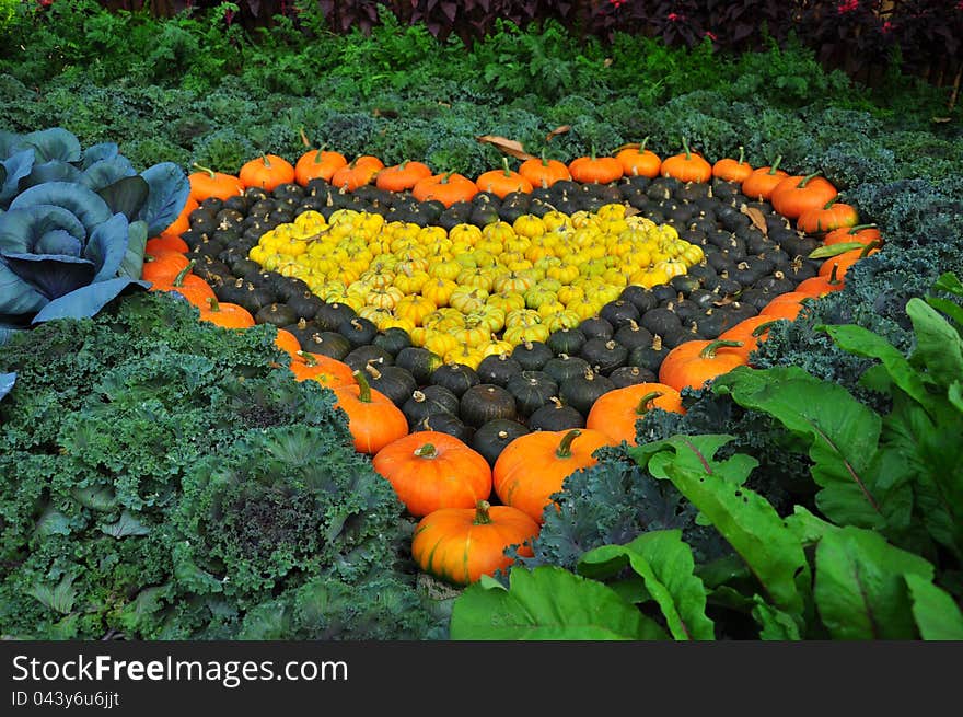 Heart Shaped Pumpkin Growing