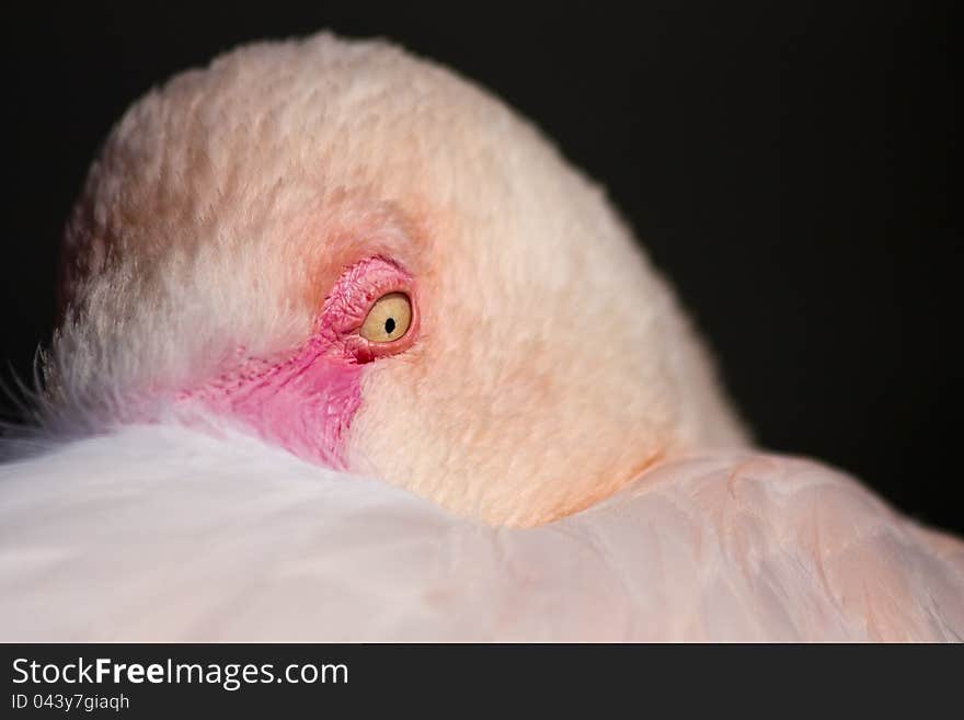 Portrait of a bird's head, resting on the pelican, pelican looks with one eye, the beak of a pelican feather detail eye pelican. Portrait of a bird's head, resting on the pelican, pelican looks with one eye, the beak of a pelican feather detail eye pelican