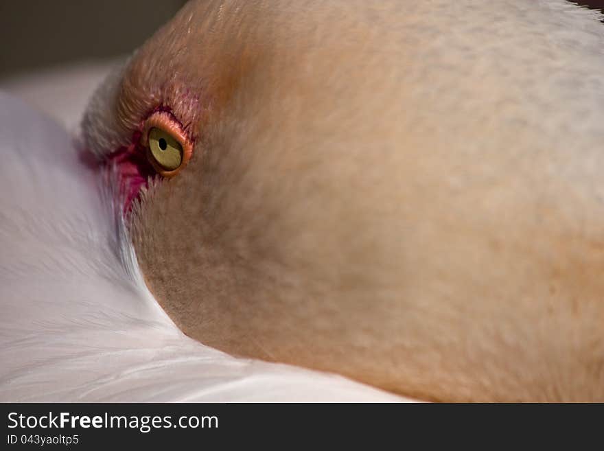 Closeup on eye pelican, pelican beak hiding the feathers pelican relaxes, details of the head pelican, pelican resting on