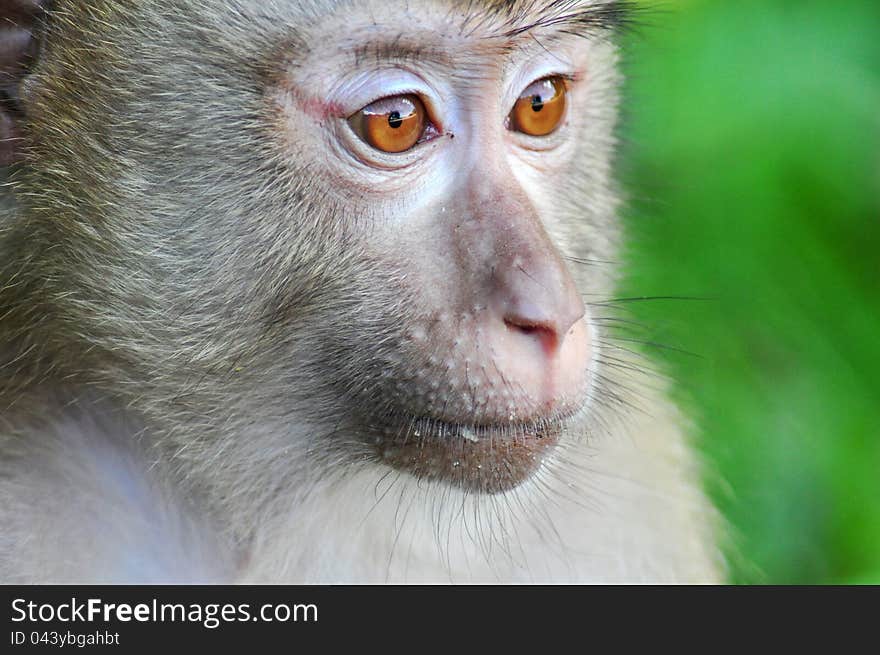 Pig tailed macaque in Khao Yai National Park. Pig tailed macaque in Khao Yai National Park