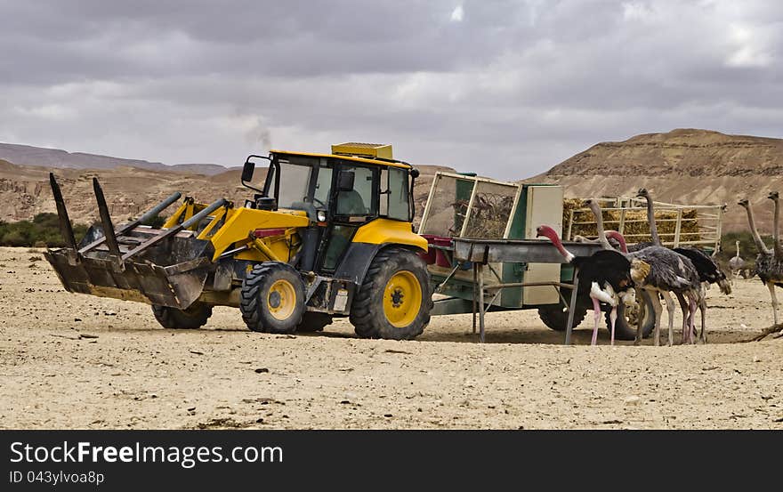 African Ostrich &x28;Struthio Camelus&x29; In Hai-Bar