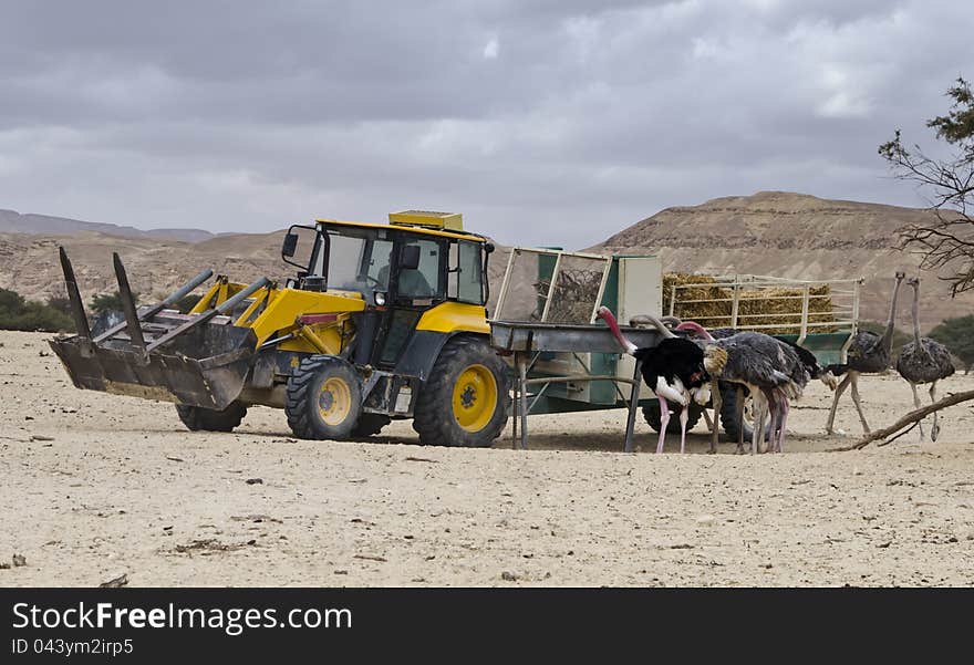 African ostrich in nature reserve Hai Bar, Israel