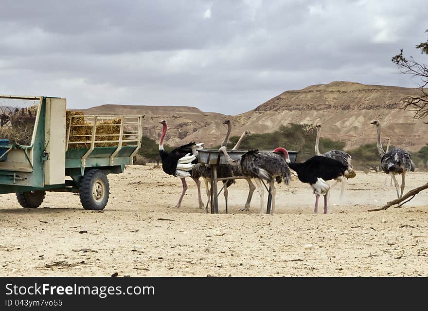 African ostrich &x28;Struthio camelus&x29; in Hai-Bar