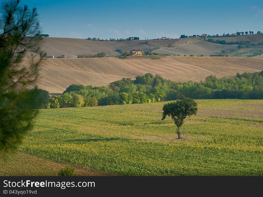 Panoramic sunset landscape fields in Italy