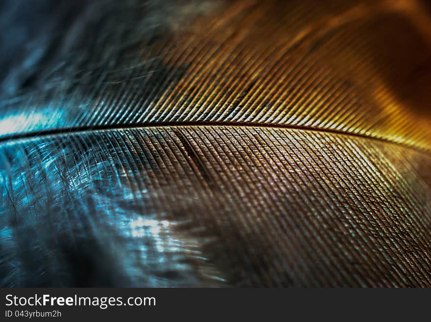 A doves feather after malting, show the unique two tone colours. A doves feather after malting, show the unique two tone colours