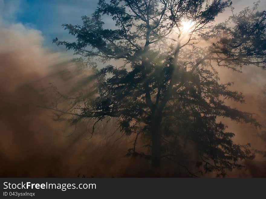 Grass bush fire with smoke rising into trees and sun rays shinning through branches. Grass bush fire with smoke rising into trees and sun rays shinning through branches