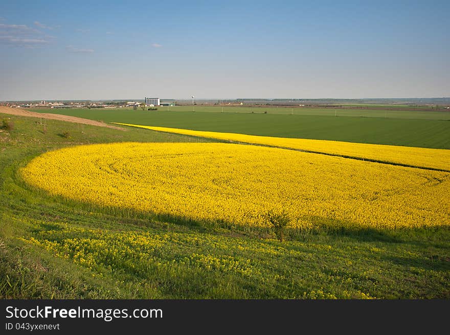 Yellow field rapeseed