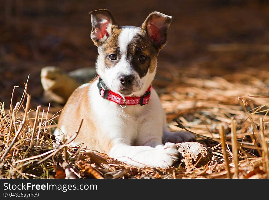 A hybrid canine mixed breed including cattle dog and boxer plays with a piece of wood among pine needles. A hybrid canine mixed breed including cattle dog and boxer plays with a piece of wood among pine needles.