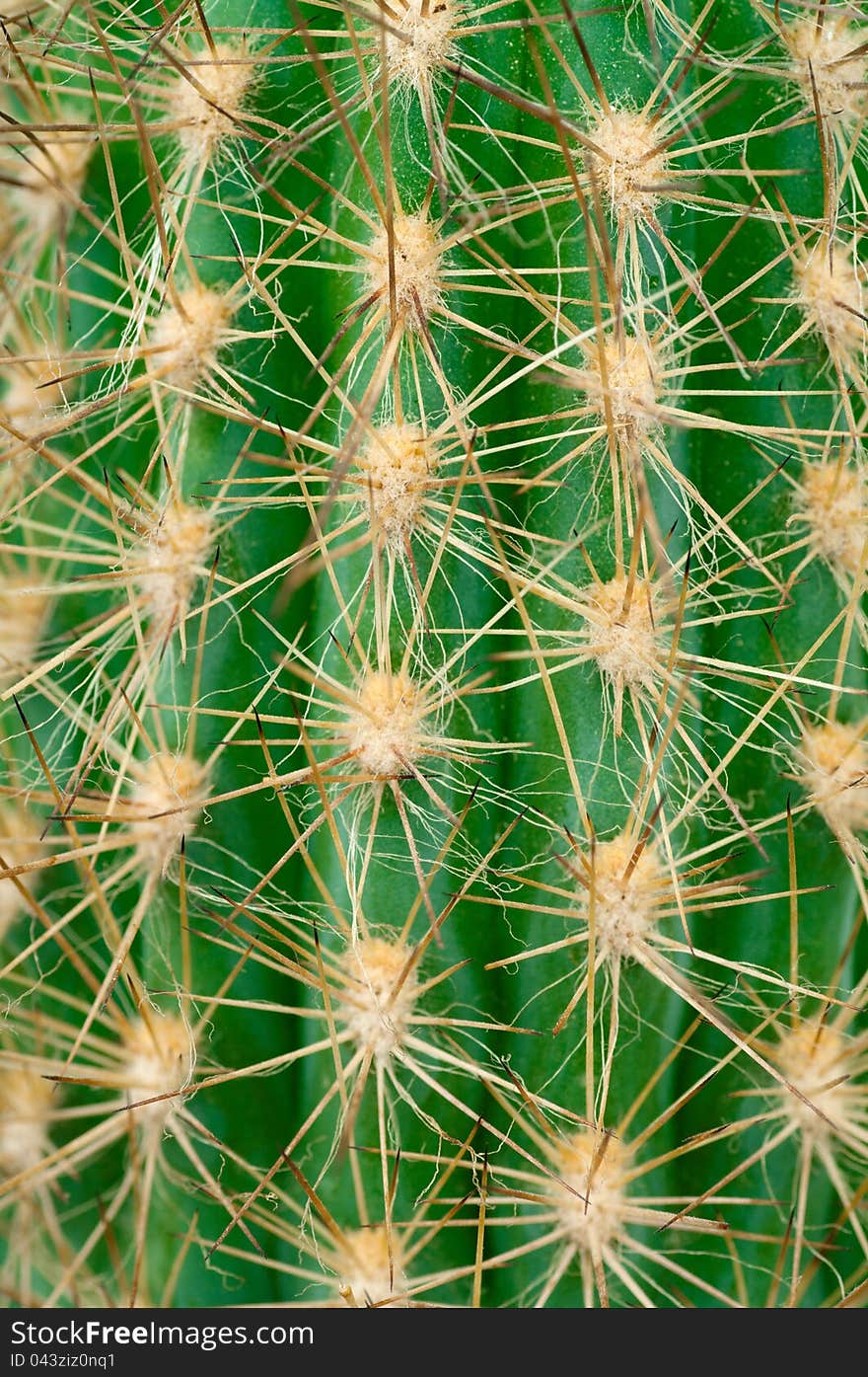 Cactus close-up texture with a large depth of field. Cactus close-up texture with a large depth of field