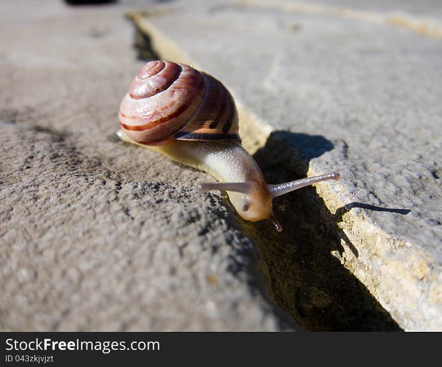 Snail in the sunlight on stone, trying to find shade