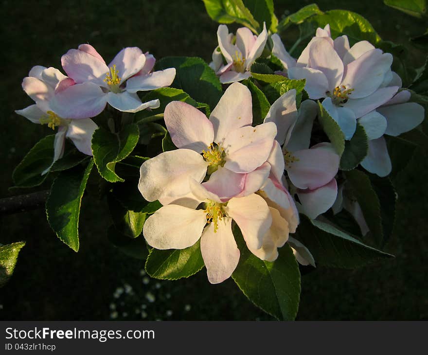 Kentish apple blossom