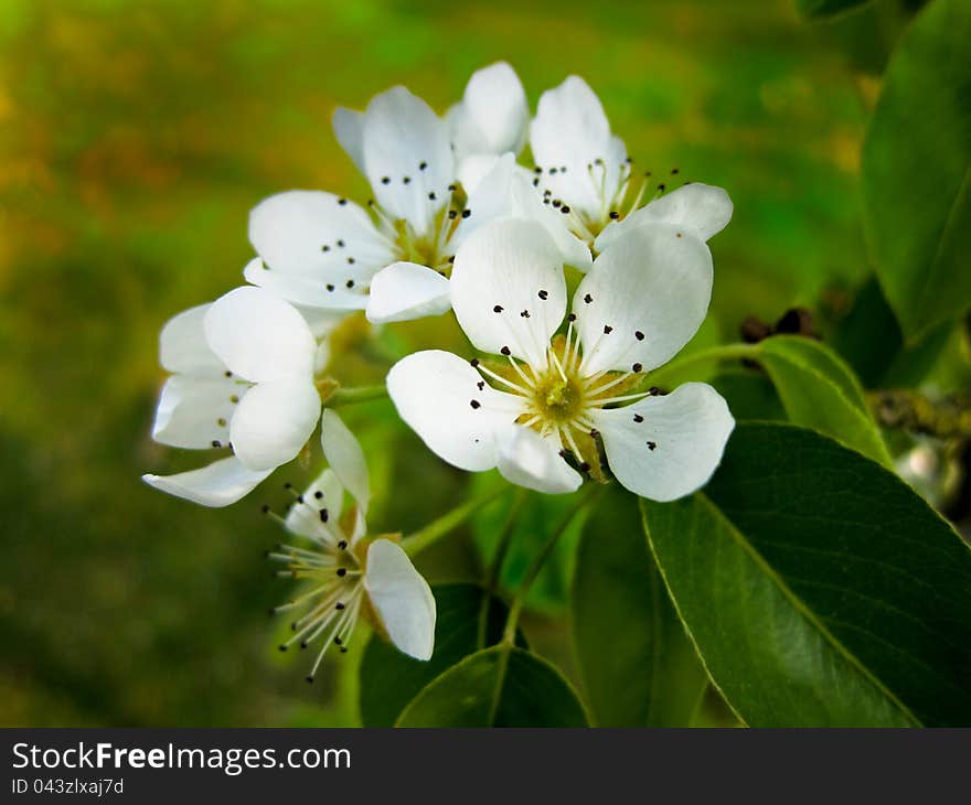 White pear blossom with green leaves against a green background. White pear blossom with green leaves against a green background