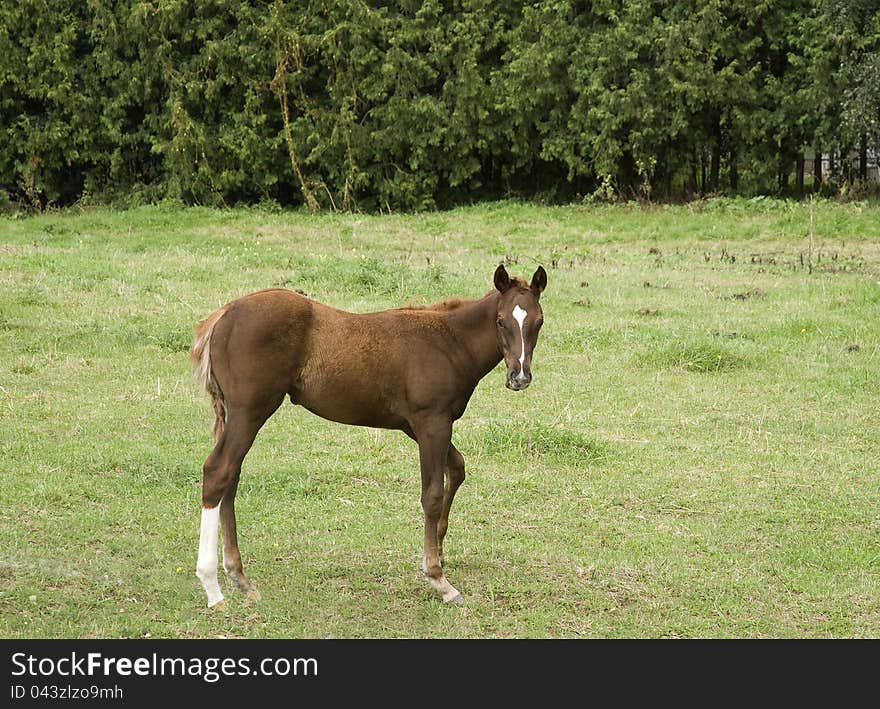 Horse outside enjoying freedom