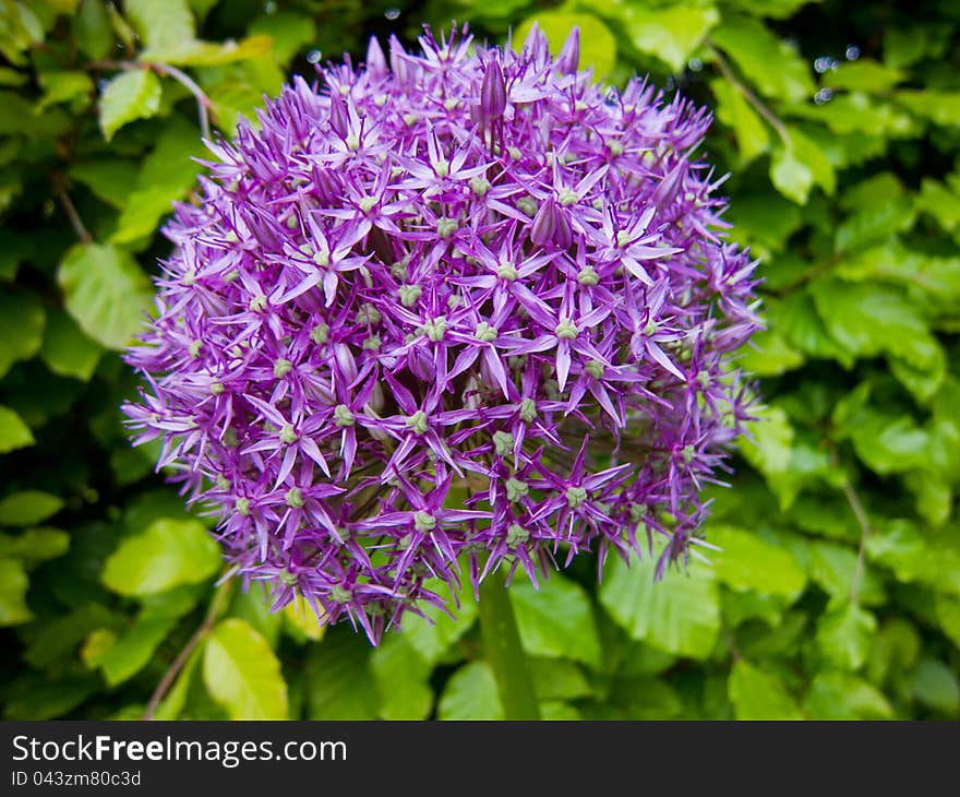 Purple Allium as a round ball  in full bloom