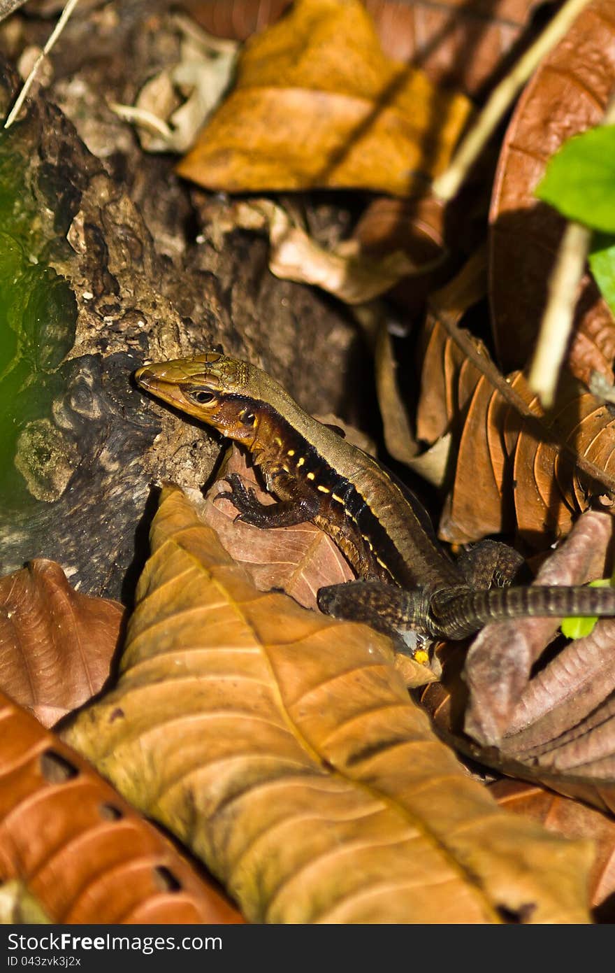 Delicate Whiptail lizard in Panama rainforest.