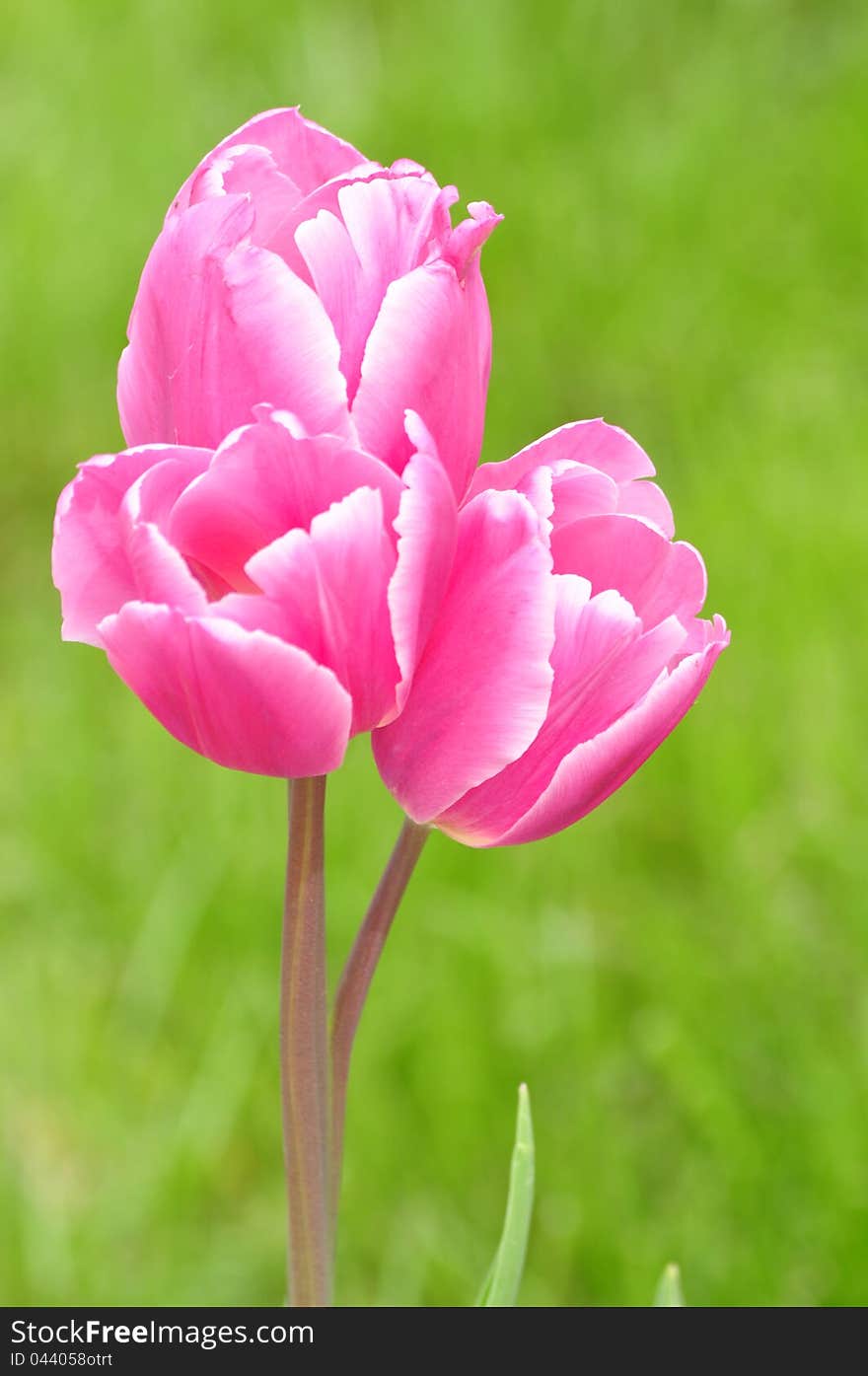 Set of Three Beautiful Pink Tulips on Green Background